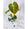 PHILODENDRON EL CHOCO RED