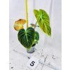 PHILODENDRON EL CHOCO RED
