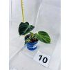 PHILODENDRON EL CHOCO RED