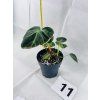 PHILODENDRON EL CHOCO RED