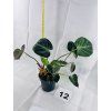 PHILODENDRON EL CHOCO RED