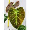 PHILODENDRON EL CHOCO RED