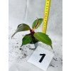 PHILODENDRON RED SUN MIMINKO