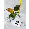 PHILODENDRON RED SUN MIMINKO