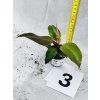 PHILODENDRON RED SUN MIMINKO