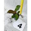 PHILODENDRON RED SUN MIMINKO