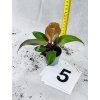 PHILODENDRON RED SUN MIMINKO