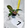 PHILODENDRON RED SUN MIMINKO