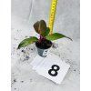 PHILODENDRON RED SUN MIMINKO