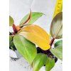 PHILODENDRON RED SUN MIMINKO