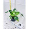 PILEA PEPEROMIODES