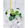 PILEA PEPEROMIODES