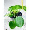 PILEA PEPEROMIODES