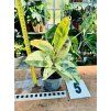 FICUS ELASTICA SHIVEREANA