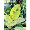 FICUS ELASTICA SHIVEREANA