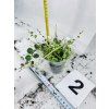 PEPEROMIA PROSTATA