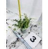 PEPEROMIA PROSTATA