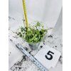 PEPEROMIA PROSTATA