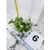 PEPEROMIA PROSTATA