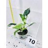 PHILODENDRON WHITE WIZARD