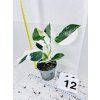 PHILODENDRON WHITE WIZARD