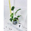 PHILODENDRON WHITE WIZARD