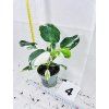 PHILODENDRON WHITE WIZARD