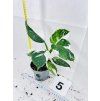 PHILODENDRON WHITE WIZARD