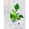 PHILODENDRON WHITE WIZARD