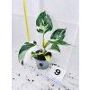 PHILODENDRON WHITE WIZARD