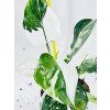 PHILODENDRON WHITE WIZARD
