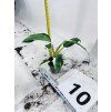 PHILODENDRON WHITE PRINCESS