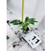 PHILODENDRON WHITE PRINCESS