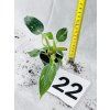 PHILODENDRON WHITE PRINCESS