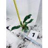 PHILODENDRON WHITE PRINCESS
