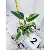 PHILODENDRON WHITE PRINCESS