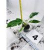 PHILODENDRON WHITE PRINCESS