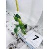 PHILODENDRON WHITE PRINCESS