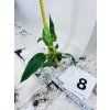 PHILODENDRON WHITE PRINCESS