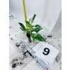 PHILODENDRON WHITE PRINCESS