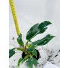 PHILODENDRON WHITE PRINCESS