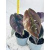 ALOCASIA RED SECRET