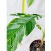 MUSA FLORIDA VARIEGATED