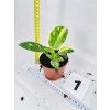 PHILODENDRON GREEN CONGO