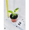 PHILODENDRON GREEN CONGO