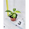 PHILODENDRON GREEN CONGO
