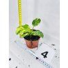 PHILODENDRON GREEN CONGO