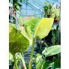 PHILODENDRON GREEN CONGO VARIEGATED