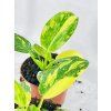 PHILODENDRON GREEN CONGO