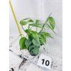 EPIPREMNUM CEBU BLUE